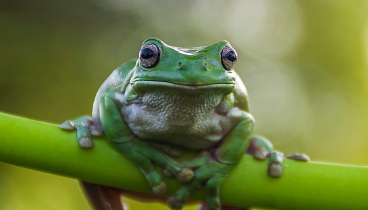 Японски учени постигнаха пълно излекуване при мишки само с една инжекция