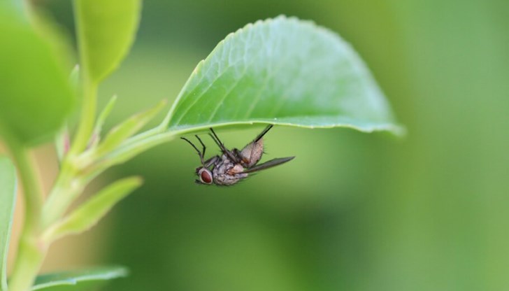 Д-р Ерика МакАлистър обясни връзката между насекомите и производството на сладкото изкушение Д-р Ерика МакАлистър обясни връзката между насекомите и производството на сладкото изкушение