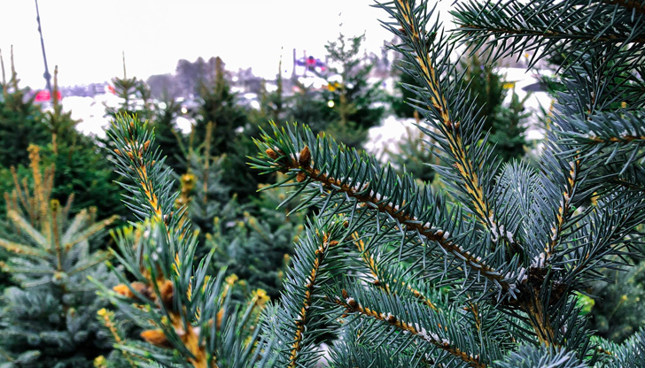 Естествените дръвчета се търгуват между 9 и 60 лева, а