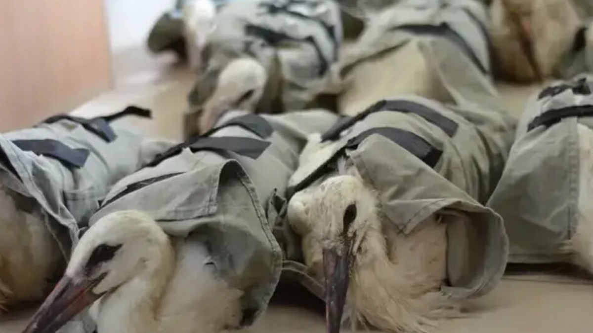 Птиците ще живеят в центрове в Модена и Тоди17 бели