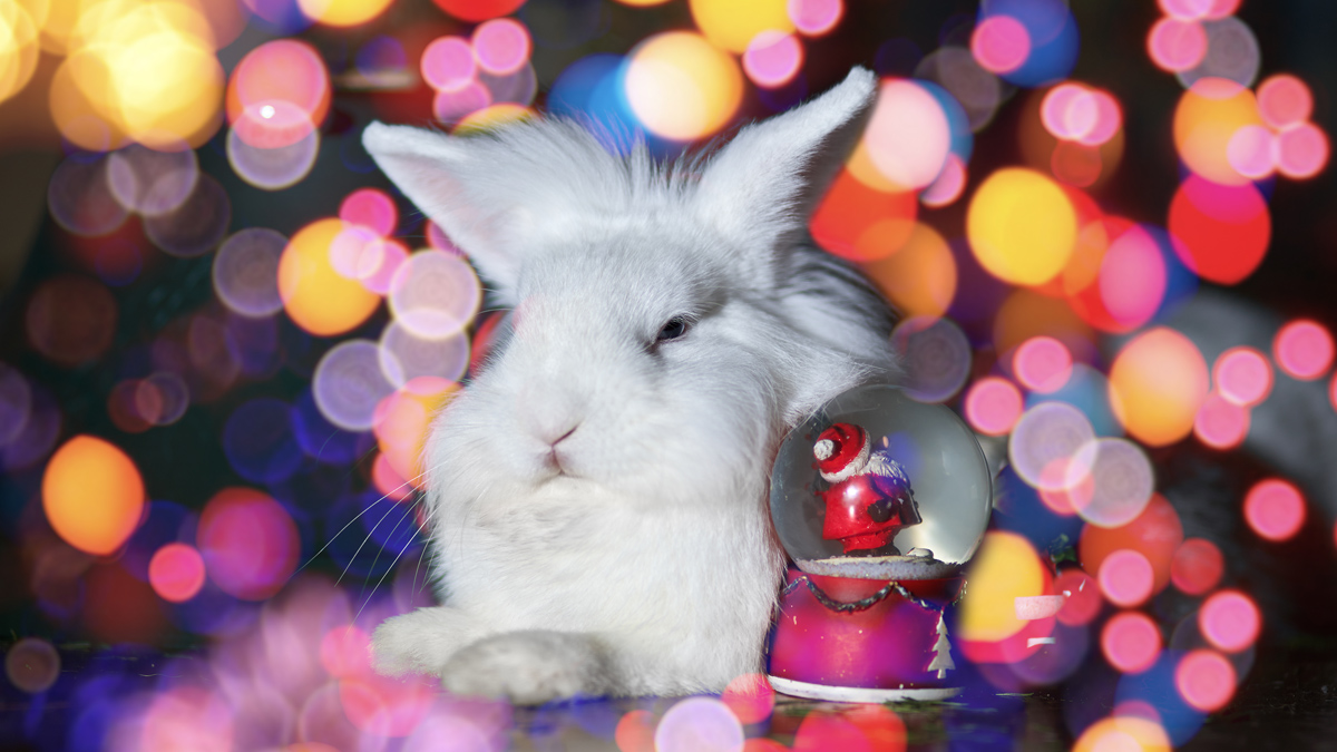 Животните са в риск от сърдечен колапсОстават броени часове до