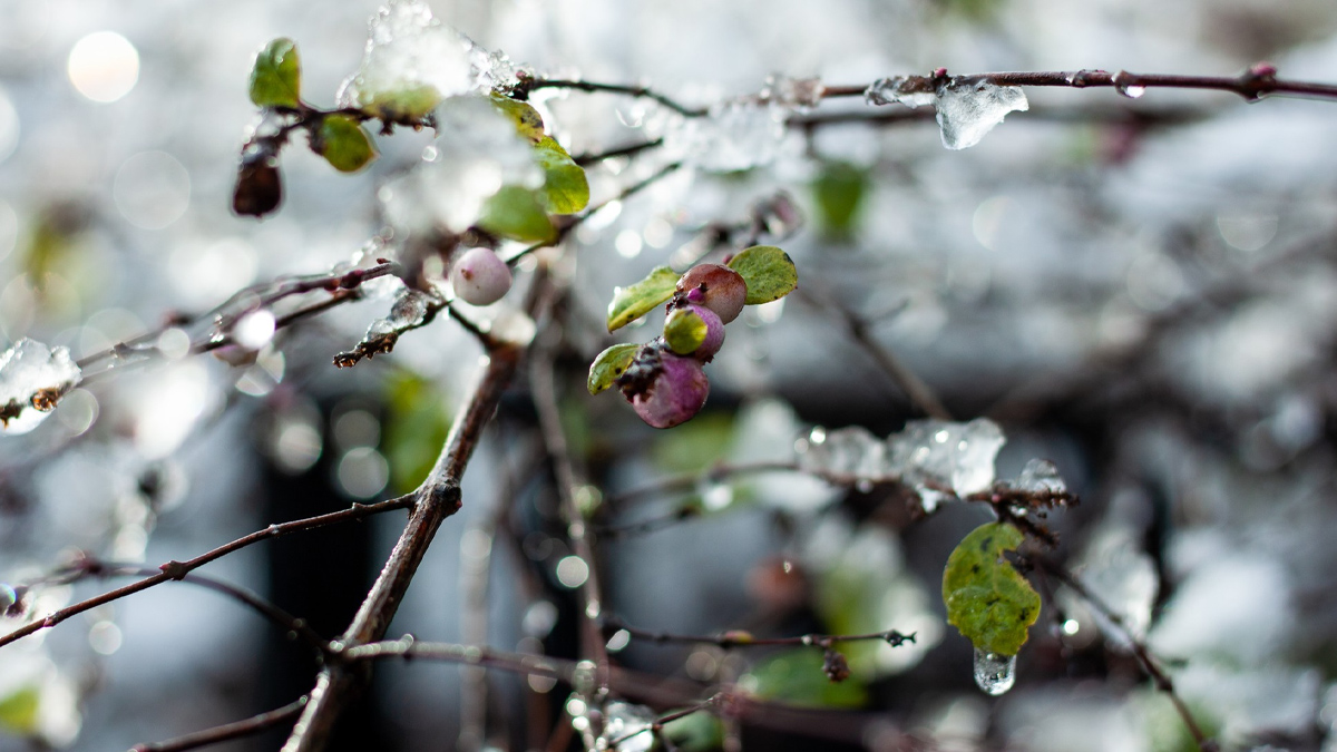 Температурите ще се доближат до климатичните норми за Коледните празнициВремето