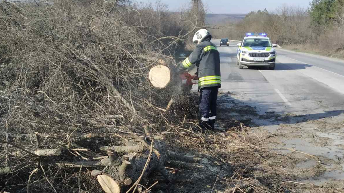 Силният вятър е повалил три бора, които са препречели главния