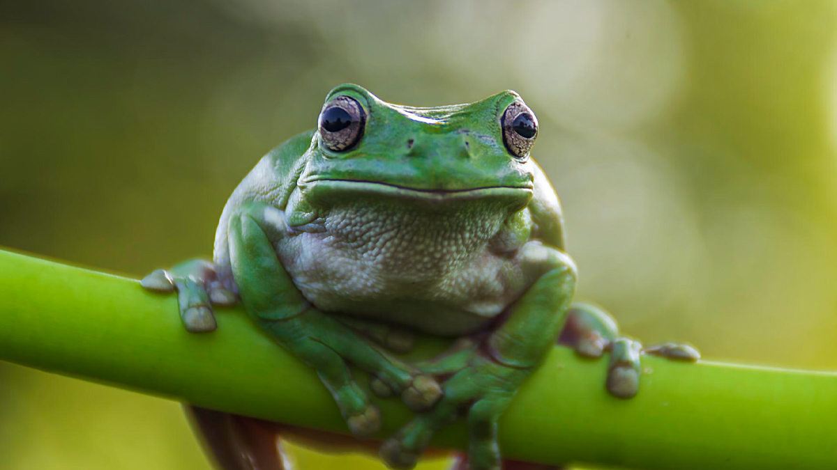 Японски учени постигнаха пълно излекуване при мишки само с една