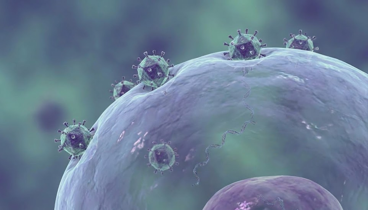 Учени от Университета в Йорк откриха, че BK вирусът уврежда