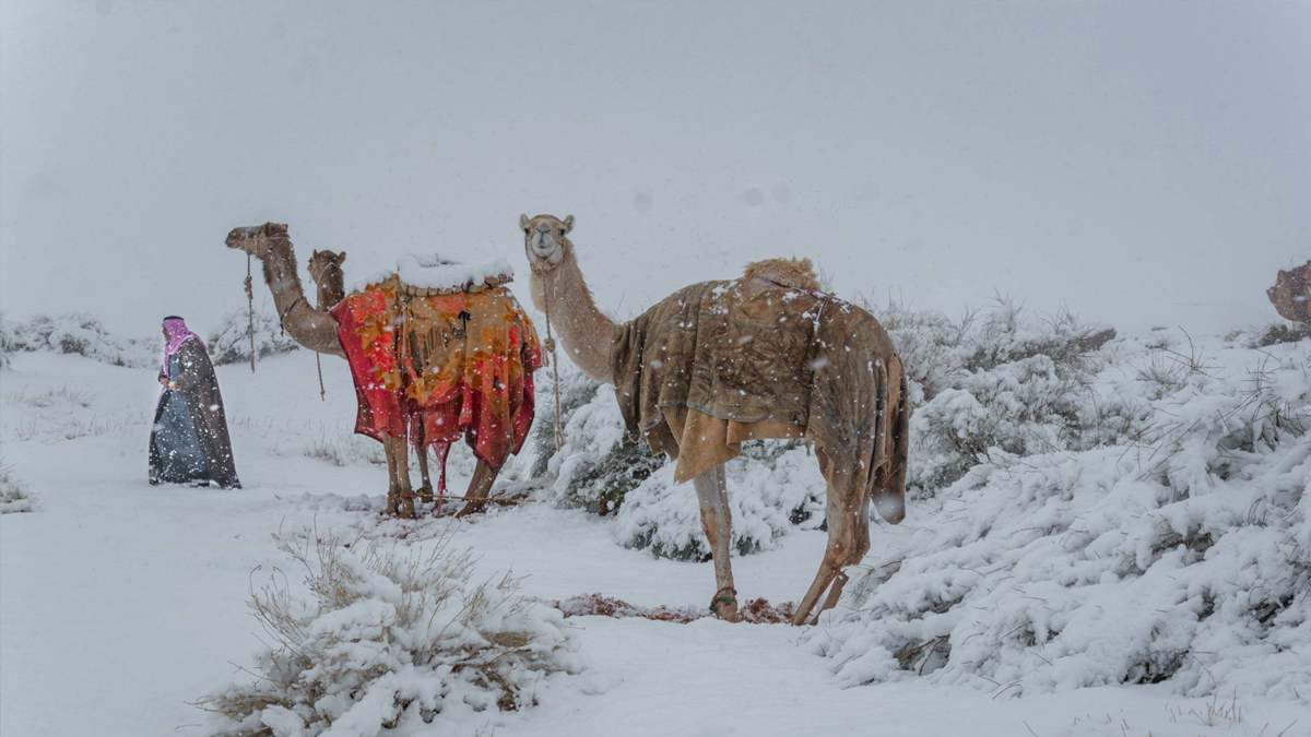 Планината Джебел ал-Лауз побеля, а социалните мрежи загряха от кадри