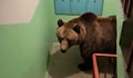 Мечка влезе в жилищна сграда в Русия