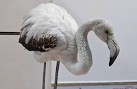 Спасиха фламинго, объркало мокрия асфалт с езеро край Бургас