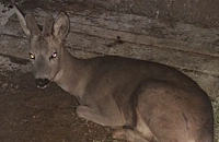 Горски служители върнаха в природата спасен сръндак край Добринище