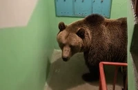 Мечка влезе в жилищна сграда в Русия