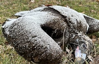 Бракониери убиха защитени лешояди край Котел с отрова