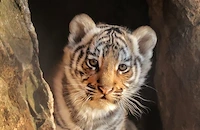 Избраха името Мина за първото бенгалско тигърче в Стара Загора