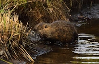 Бобри се заселиха във водите на Черни Лом край село Табачка