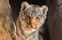 Зоопаркът в Стара Загора търси име за малкото си тигърче