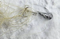 Бракониери прерязаха кордите си пред инспектори на ИАРА - Русе в опит да скрият доказателства