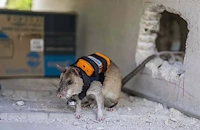 Турция обучава плъхове за спасителни акции при земетресения