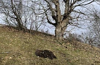 Отрова погуби двойката лешояди Симона и Светлин