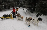 Състезание с кучешки впрягове в Чехия