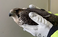 Спасиха премръзнало соколче в Русе