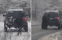 Шофьор върза кон за колата и го влачи край Български извор