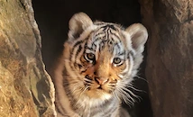 Избраха името Мина за първото бенгалско тигърче в Стара Загора