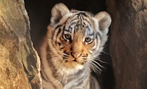 Зоопаркът в Стара Загора търси име за малкото си тигърче