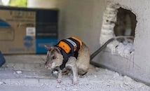 Турция обучава плъхове за спасителни акции при земетресения