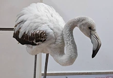 Оптична илюзия прати защитената птица на пътя до село Братово