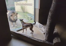 Белгийската овчарка ще лови и скрити пари след приключване на