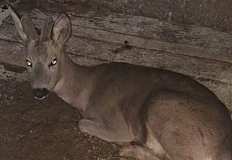 Животното оцеля след сблъсък на пътя за Банско и тридневно