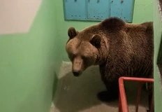 Хищникът потърси спасение от студа във вход на блокНеобичайна среща