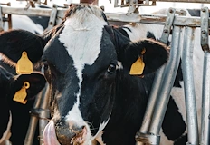 Първи случай извън САЩ е регистриран в Нидерландия почина и