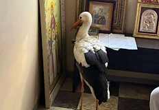 Птицата се оставила да бъде уловена пред иконата Вяра Надежда