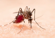 Пускането на стерилни мъжки намалява популацията с 80 но методът