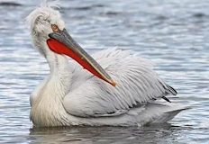 Експертите не откриха следи от насилие птицата ще стане музеен