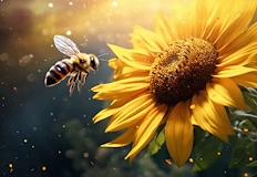 Учените вярват че математическите закони са еднакви за всички видове