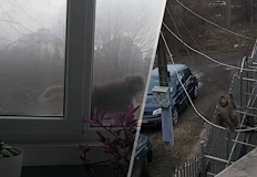 Екзотичното животно вероятно е жертва на нелегален трафик законът забранява