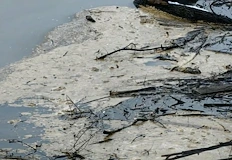 Институциите проверяват сигнал за индустриален отпадък на 481 речен километърСпешна