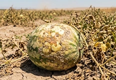 Скъпите биопрепарати и забраната за палене на стърнища изправят земеделците