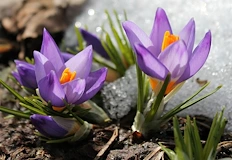 Южен вятър носи рязко затопляне но и риск от мръсен