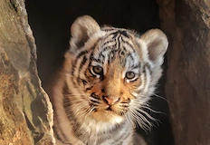 Над 5000 души се включиха в онлайн гласуването а победителят