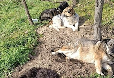 Седем коня загинаха в огнената стихия в конна база Фанагория