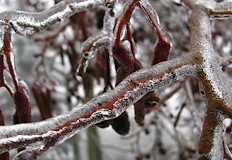 Земеделците кандидатстват за компенсации до 4 февруариДържавен фонд Земеделие ДФЗ