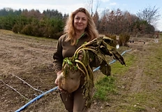 Зеленчукът тежи 9 килограма след всекидневно поливане в летните жегиИстински