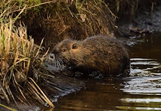 Гризачите повалят дървета в района местни жители заснеха редкия видЕвропейският