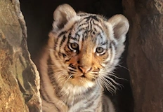 Най популярното предложение във Facebook ще стане официално име на