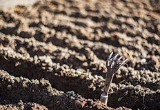 Градинарството е наука а не само ентусиазъмИзползването на дървесна пепел