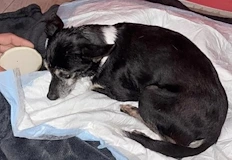 Необходими са над 2600 лева за лечение в клиника Провет