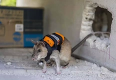 Гризачите са оборудвани с GPS и видеовръзка за връзка със