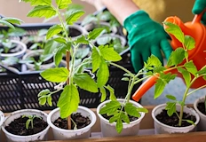 Термичната обработка на градинската пръст е задължителна срещу болестиВ разгара